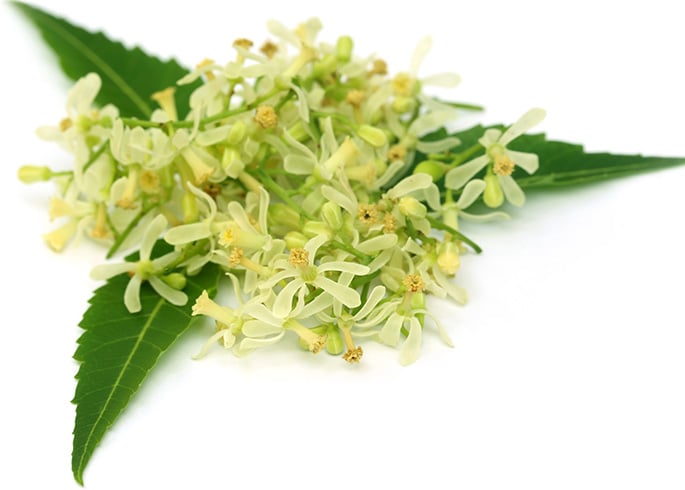 Neem Flowers