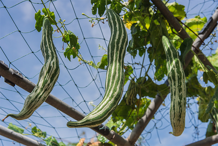 Snake Gourd Leaves for Jaundice