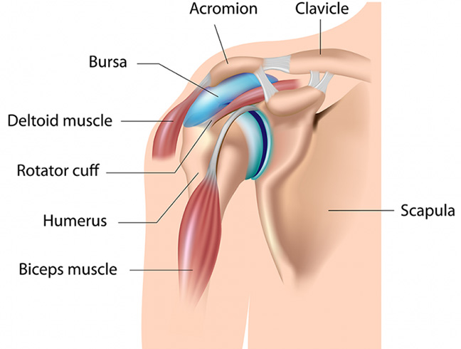 Anatomy of Collarbone