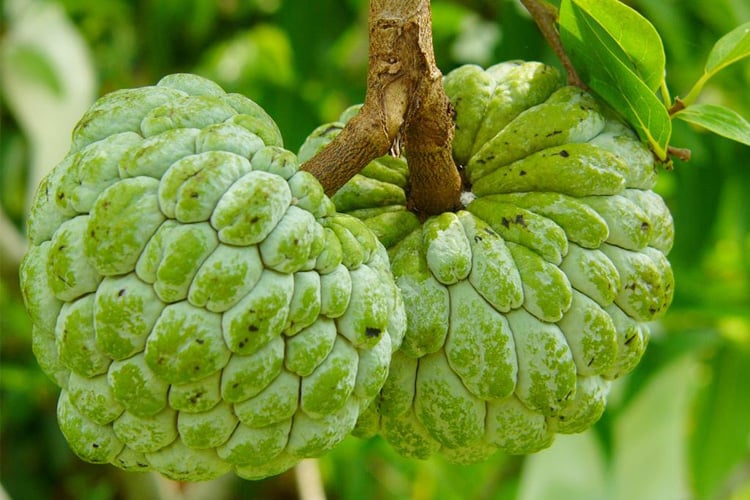 Benefits Of Custard Apple