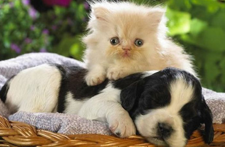 Pet
