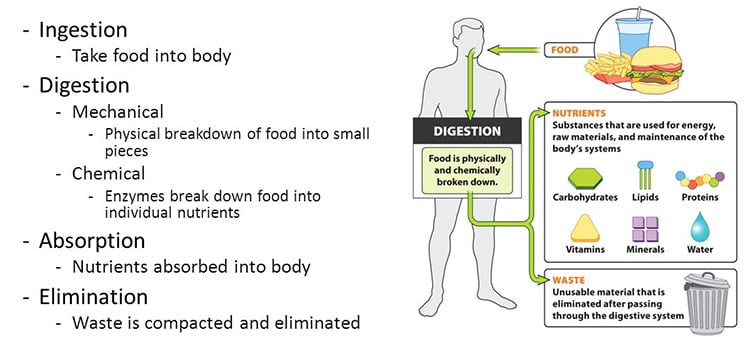 Functions of the digestive system