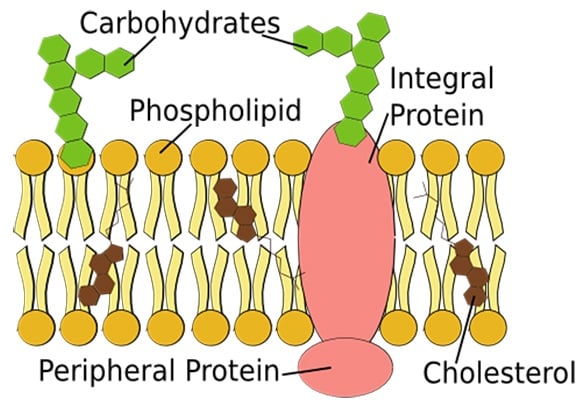 Carbohydrates