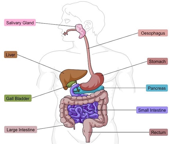 Digestive System