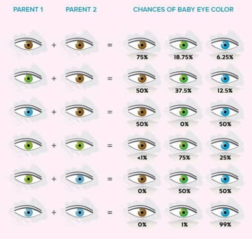 Human Eye Color Charts Eye Color Chart Eye Color Chart Genetics Eye Images