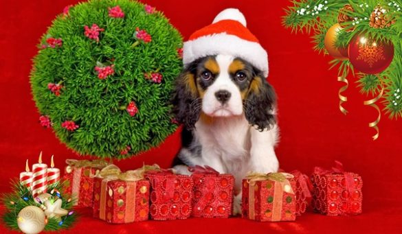 Christmas Gift Ideas For Dog Lovers