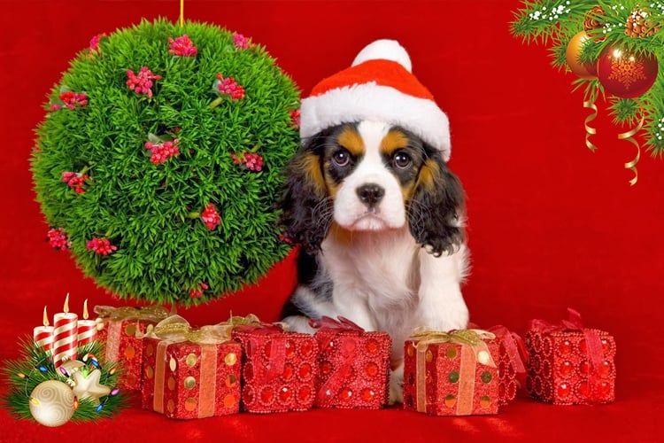 Christmas Gift Ideas For Dog Lovers