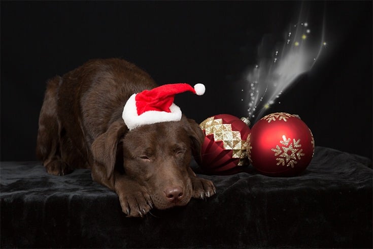 Christmas Gift Ideas For Dog Lovers