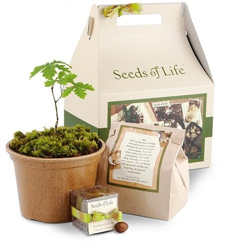 Tree And Seed Gift Set