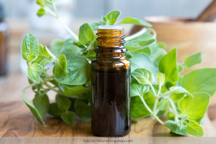 Benefits Of Oil Of Oregano