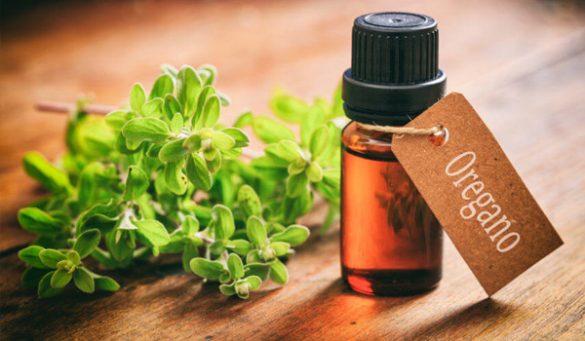 Benefits Of Oregano Oil