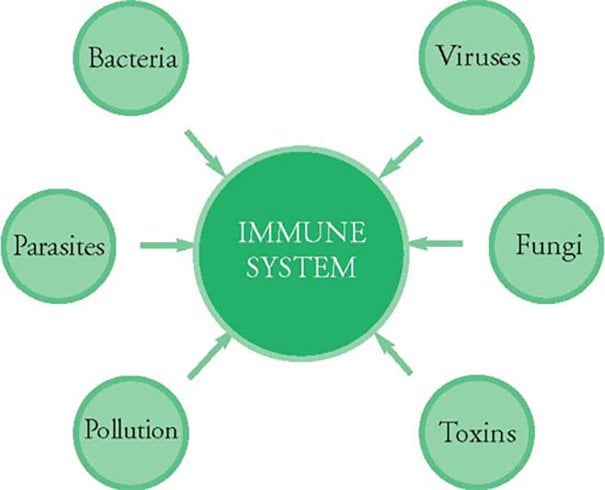 How To Boost Immune System