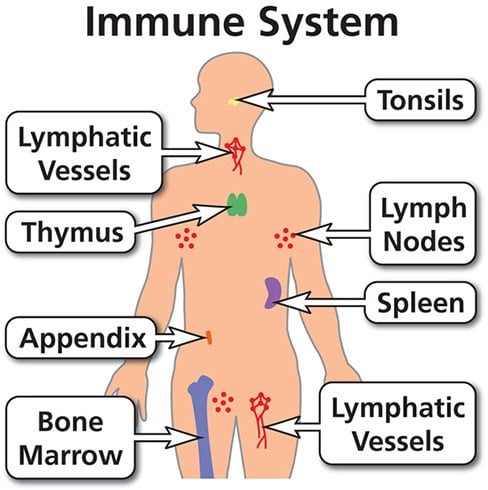 Immune System