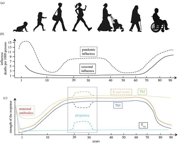 Immunity and age