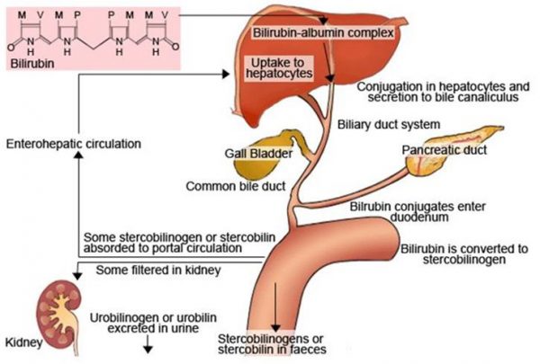 home remedies for high bilirubin