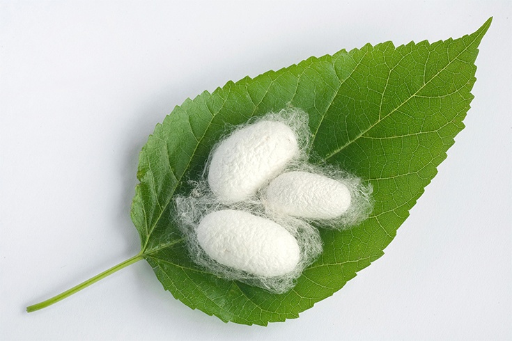 Silkworm