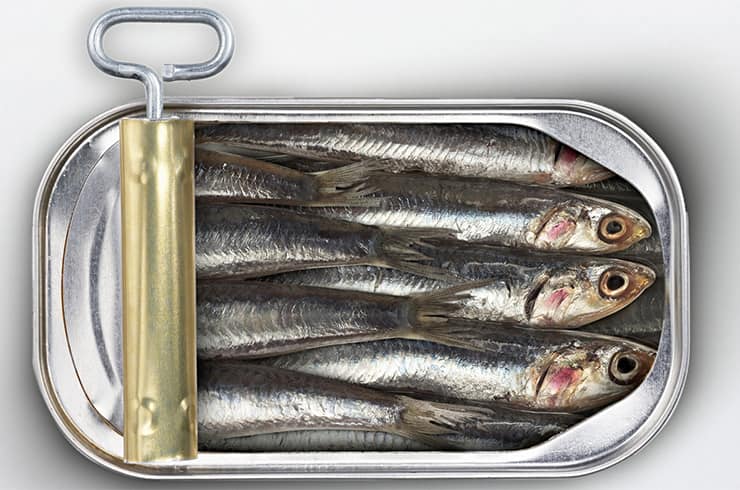 Sardines