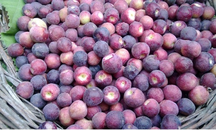 Falsa fruits for Summer