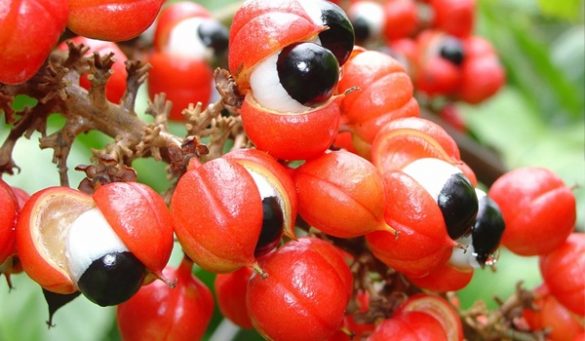 Guarana Seeds Uses