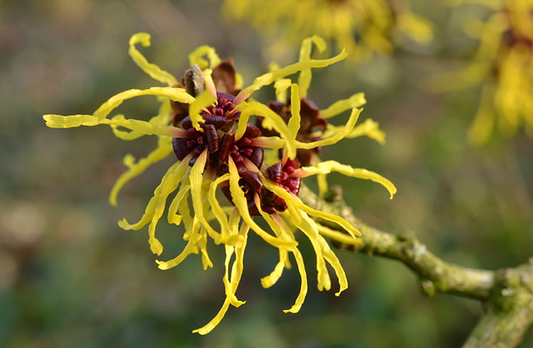 Witch Hazel