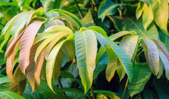 Benefits of Mango leaves