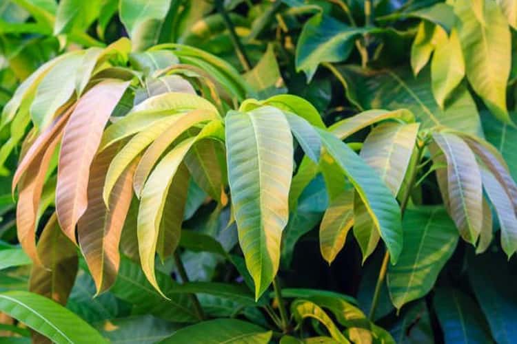 Mango Leaves Benefits