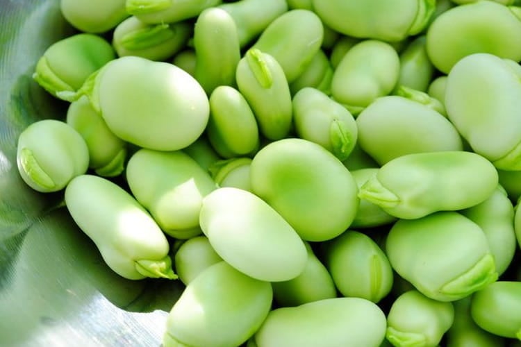 Benefits Of Fava Beans