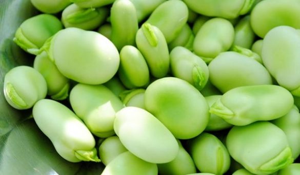 Fava Beans benefits