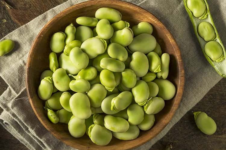 Vitamin C Rich in Fava Beans