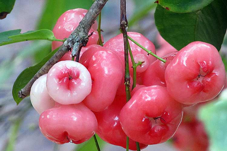 Benefits Of Rose Water Apples