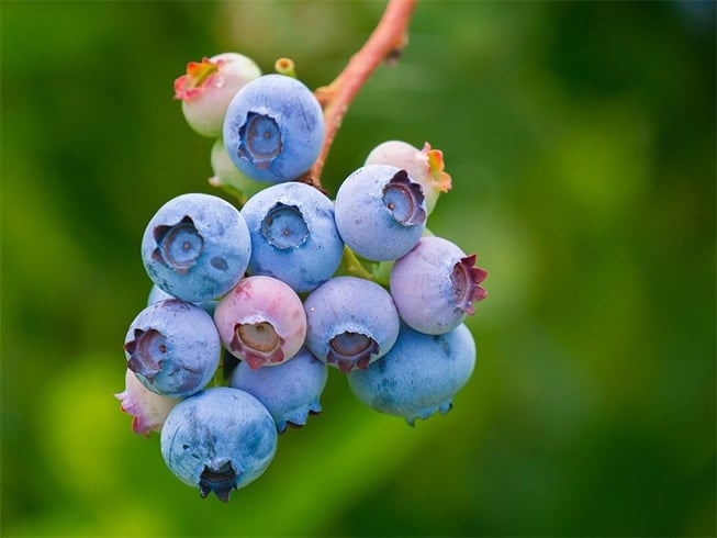 Blueberries Side Effects