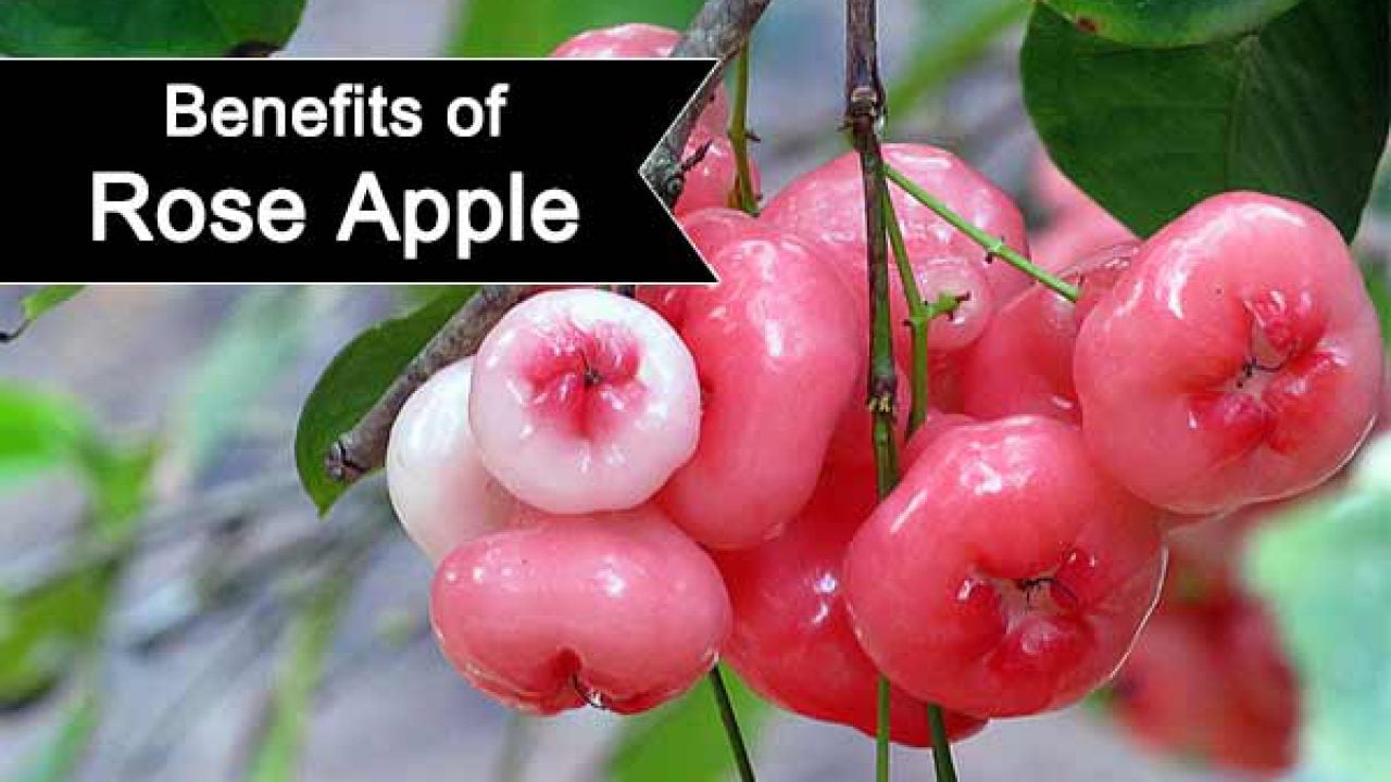 14 benefits of rose apple you wish you knew sooner | indian