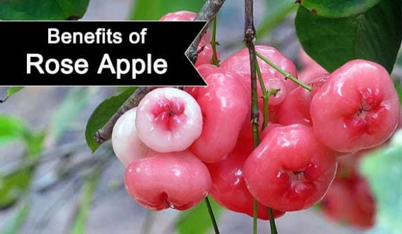 Benefits Of Rose Apple