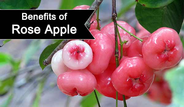 14 Health Benefits Of Rose Apples (Water Apples)