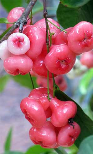 Rose Apple Side Effects
