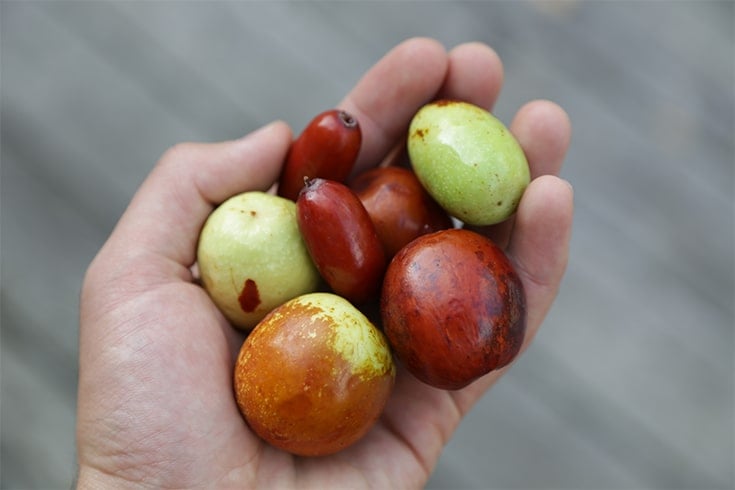 Jujube Fruit Nutrition