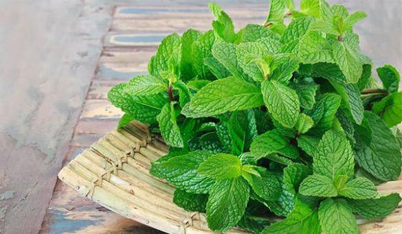 Mint Leaves Benefits For Health