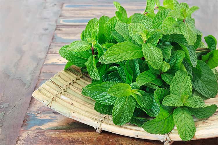 Mint Leaves Benefits For Health