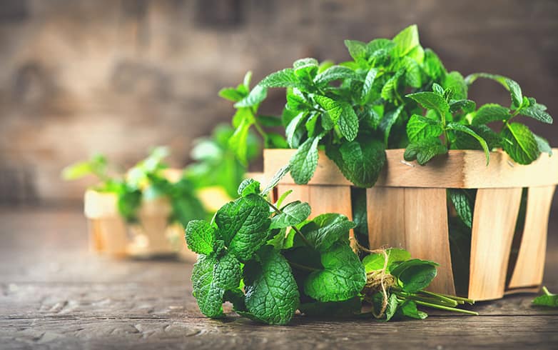 Mint Leaves Nutritional Value