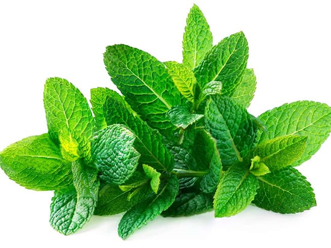 Mint Leaves Uses