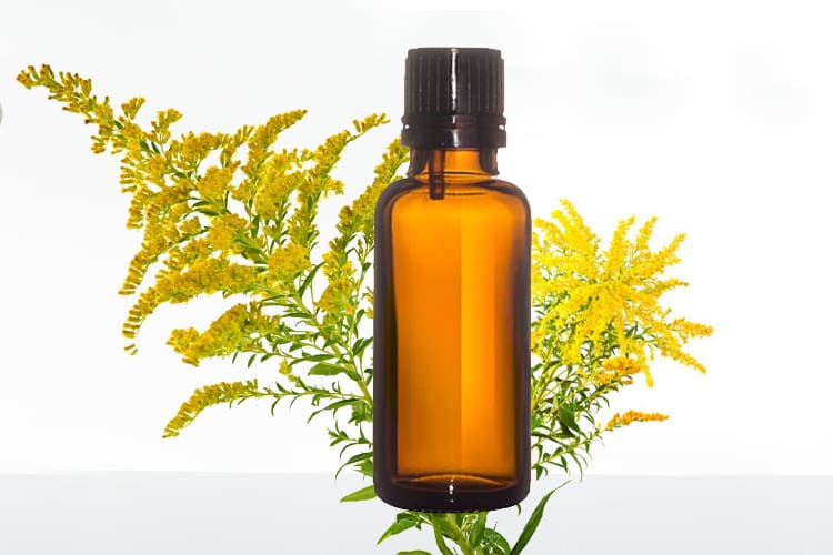 Goldenrod Essential Oil Benefits