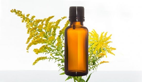 Goldenrod Essential Oil Uses