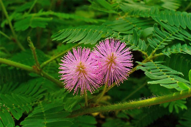 Health Benefits Of Mimosa Pudica