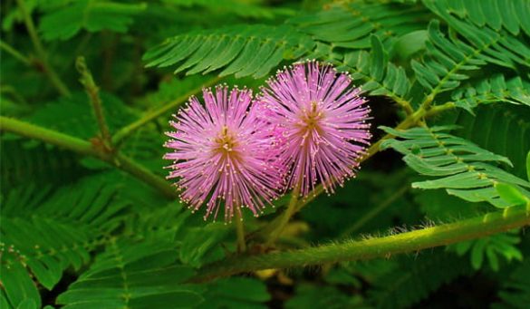 Mimosa Pudica Benefits