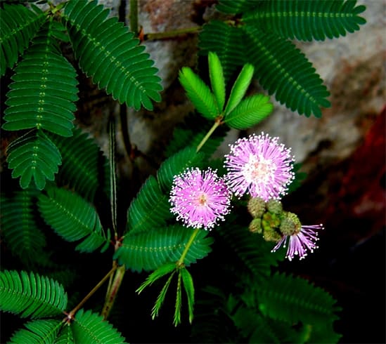 Mimosa Pudica Nutritional Value