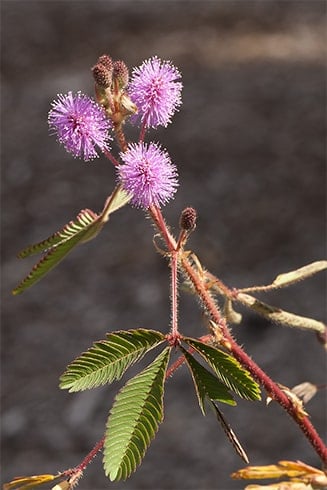 Mimosa Pudica