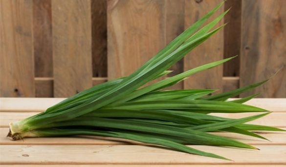 Pandan Leaves Benefits