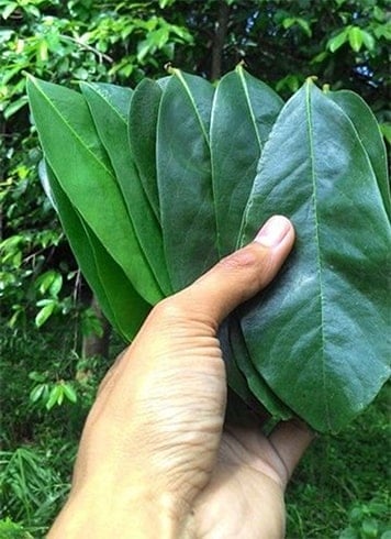 how to make tea from guyabano leaves