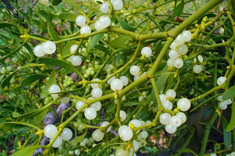 Health Benefits Of Mistletoe