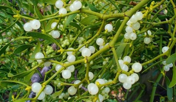 Health Benefits Of Mistletoe